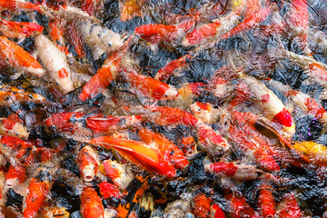 Obraz na płótnie Canvas Colorful fancy Koi fish in the pond