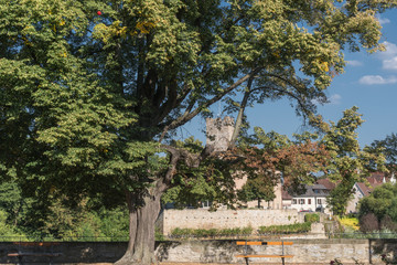 Linde in Lauffen a. N.