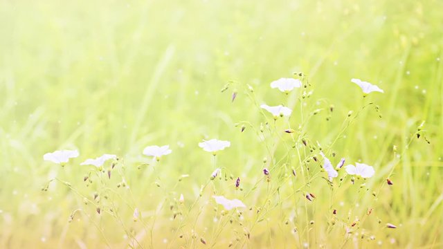 Small purple flowers in a green field, filter, Cinemagraph seamless loop animation motion gif render background