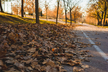 The road through the autumnal park. Yellow trees.