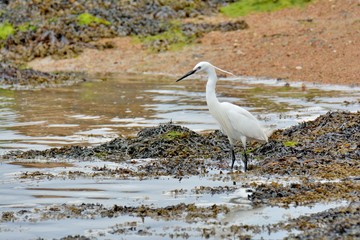 Une Aigrette garzette pêche en bord de mer à marée basse en Bretagne
