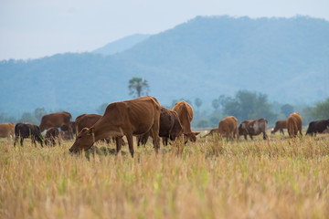 Fototapeta premium Herd of cattle in the pasture