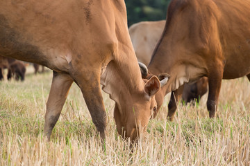 Herd of cattle in the pasture