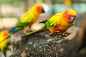 Fototapeta na wymiar Beautiful colorful sun conure parrot birds on the tree branch