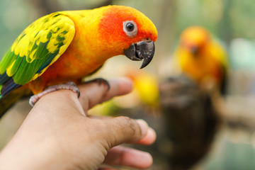 Beautiful colorful sun conure parrot birds on hand