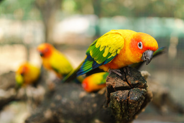 Beautiful colorful sun conure parrot birds on the tree branch