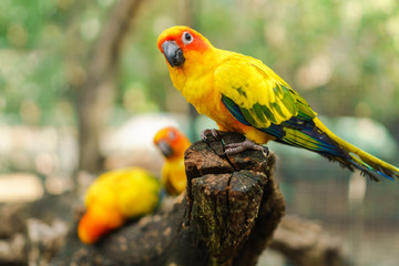 Beautiful colorful sun conure parrot birds on the tree branch