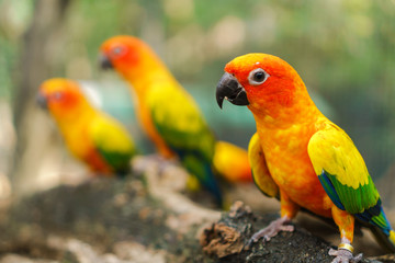 Beautiful colorful sun conure parrot birds on the tree branch
