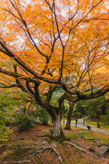 Yellow maple tree with lake in Kyoto autumn season