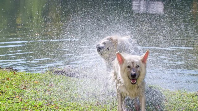 Two big white dogs come wet out of the lake and start shaking water off themselves.