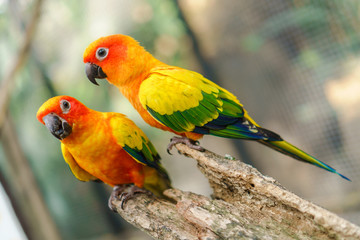 Beautiful colorful sun conure parrot birds on the tree branch