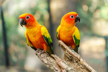 Naklejka premium Piękne kolorowe ptaki papugi conure słońce na gałęzi drzewa