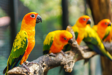 Beaux oiseaux colorés de perroquet de conure de soleil sur la branche d& 39 arbre