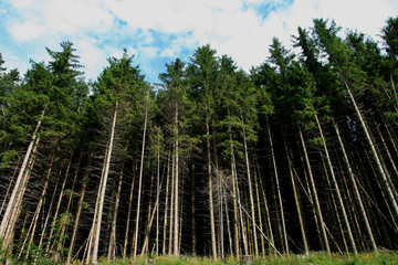 Fototapeta na wymiar Black Forest. Der Schwarzwald mit seiner Baumpracht. Wälder in Baden Württemberg.