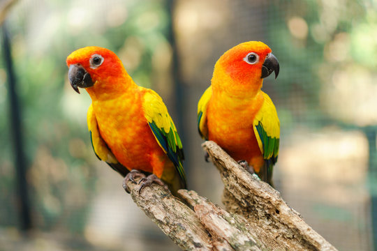 Fototapeta Beautiful colorful sun conure parrot birds on the tree branch