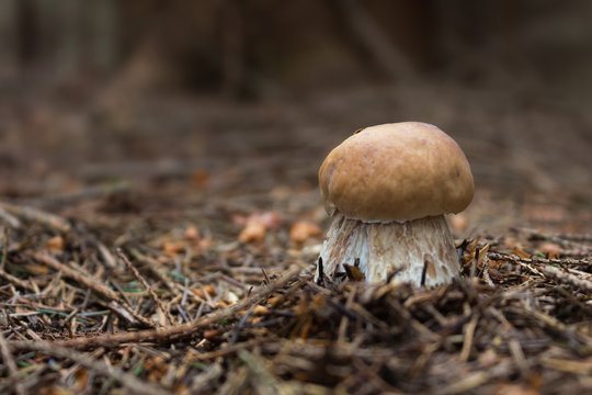 Mushroom spruce (Boletus edulis)
