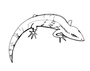 Lizard. Sketch. Graphic drawing with a pen. Ink. Isolated on white background