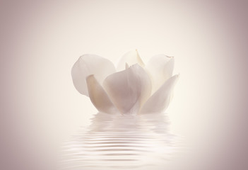 flor magnolia sobre el agua en calma