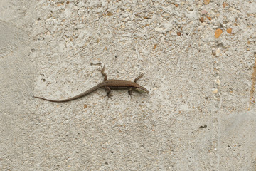 Lizard on the wall