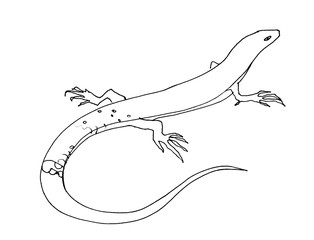 Lizard. Sketch. Graphic drawing with a pen. Ink. Isolated on white background