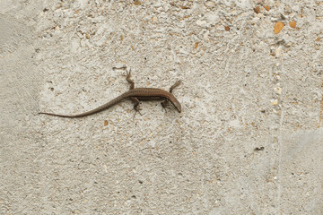 Lizard on the wall