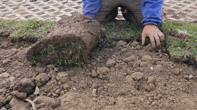 Unrolling grass, applying turf rolls for a new lawn
Man is unrolling laying sod for new lawn at roadside stones.  
