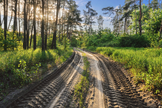 Ukraine, Dnepropetrovsk region, Novomoskovsk district, Tire tracks on dirt road in forest