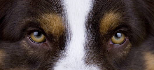 background: detail of dog, face of an Australian Shepherd, Aussie, red tricolor, close up of snout,...