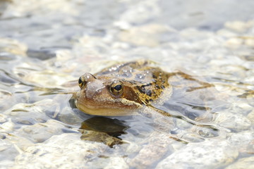 sapo del aneto