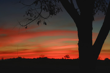 A silhouette of a tree against a vibrant sunset sky with streaks of red and orange.