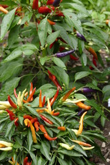 chiles
