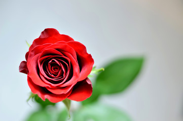 Fototapeta na wymiar Close up of a single red rose