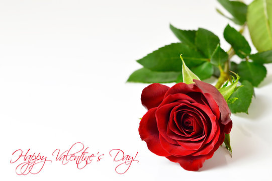 Happy Valentines Day card. Red rose isolated on white background. Love concept