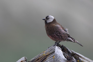 GREY-CROWNED ROSY FINCH which sits on the roof of the old building on a summer day on the island of Copper