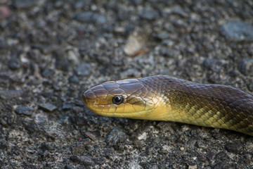 Snake on a rock background