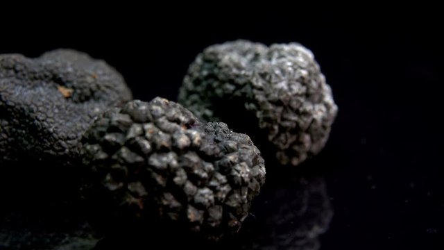 Tubers of black truffle lie on a wet black surface