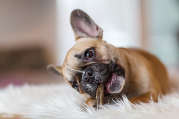 French Bulldog puppy lies on a fur carpet and gnaws at dog food