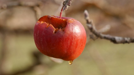 fogotten to harvest apple on the tree