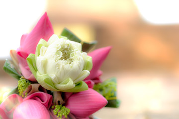 Pink and white lotus flowers fresh for worship on an old temple brick low wall with old pagoda background. Belief and faith concept