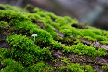 White fungus on tree bark, among the green, bright, furry moss
