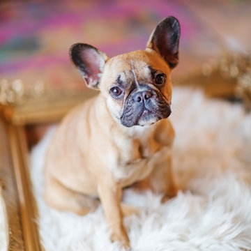 French Bulldog puppy sits inside of a picture frame