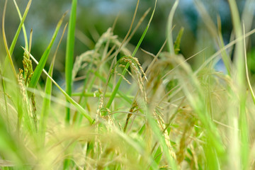 Close up of organic ripe paddy ready to harvest very shallow depth of field in Thailand , Asia