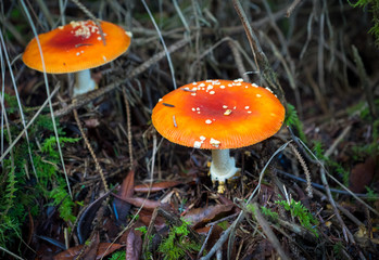 Mushrooms Along The Ocean