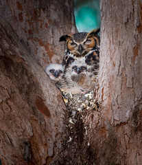 Tiny, two week old baby owls, peak out in curiosity at dawn.CR2