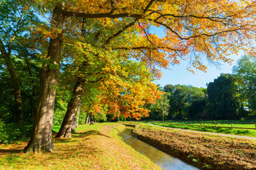 colorful park landscape in autumn