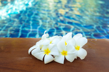 Fototapeta na wymiar Floating frangipani flowers in the pool
