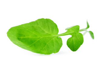 Spinach isolated on white background