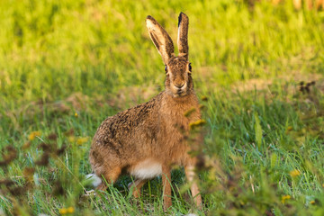 Erstaunter Hase in einer Wildwiese