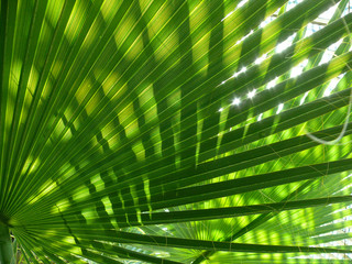 green shine palm leaf