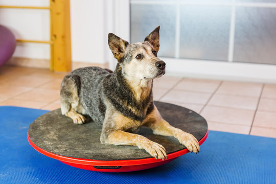 Australian Cattledog lies on a wobble board